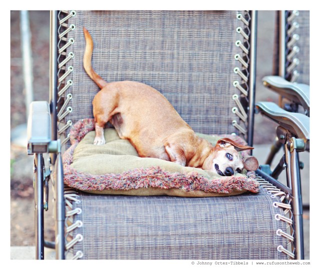 Rufus | July 2014.  Photo by: Johnny Ortez-Tibbels ©