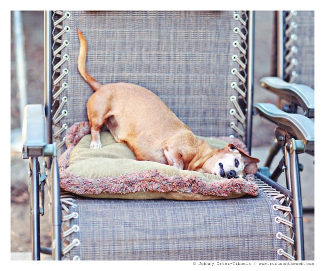 Rufus | July 2014.  Photo by: Johnny Ortez-Tibbels ©