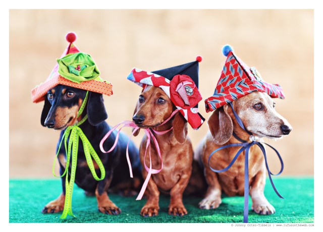 Emily, Lily & Rufus | July 2014.  Photo by: Johnny Ortez-Tibbels ©