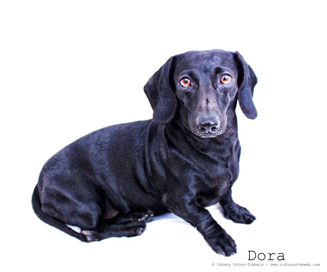 Dora | March 2011. Photo by: Johnny Ortez-Tibbels ©