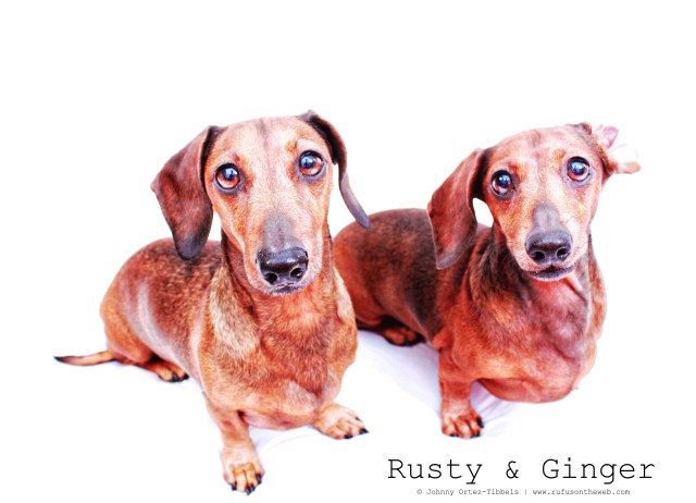 Rusty & Ginger | May 2011.  Photo by: Johnny Ortez-Tibbels ©