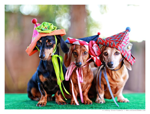 Emily, Lily & Rufus | July 2014.  Photo by: Johnny Ortez-Tibbels ©