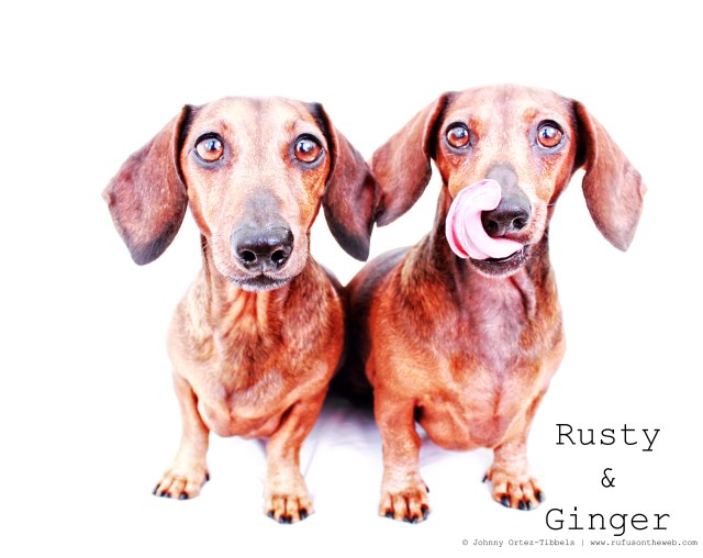 Rusty & Ginger | May 2011.  Photo by: Johnny Ortez-Tibbels ©