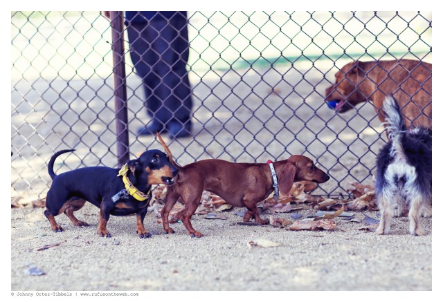 Emily, Lily & others | July 2014.  Photo by: Johnny Ortez-Tibbels ©