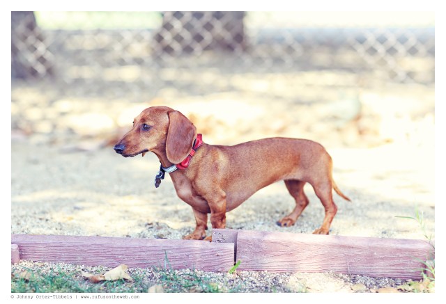 Lily | July 2014.  Photo by: Johnny Ortez-Tibbels ©