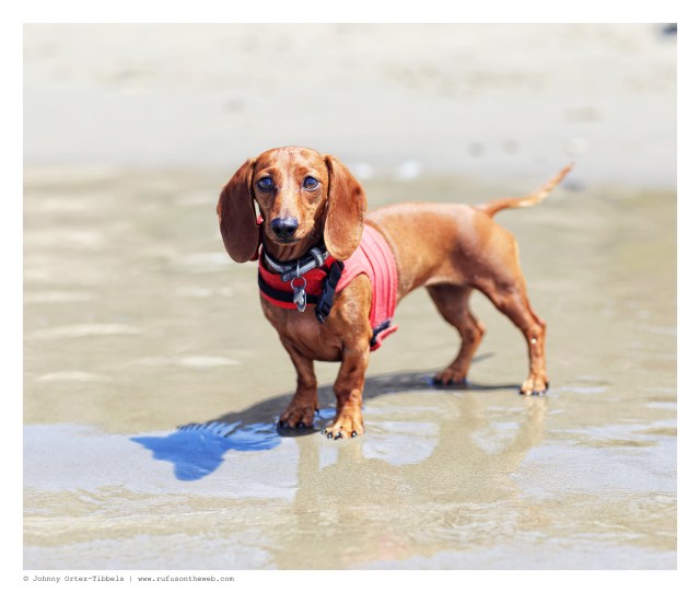 Lily | July 2014.  Photo by: Johnny Ortez-Tibbels ©