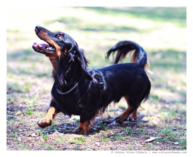 Marley | July 2014.  Photo by: Johnny Ortez-Tibbels ©
