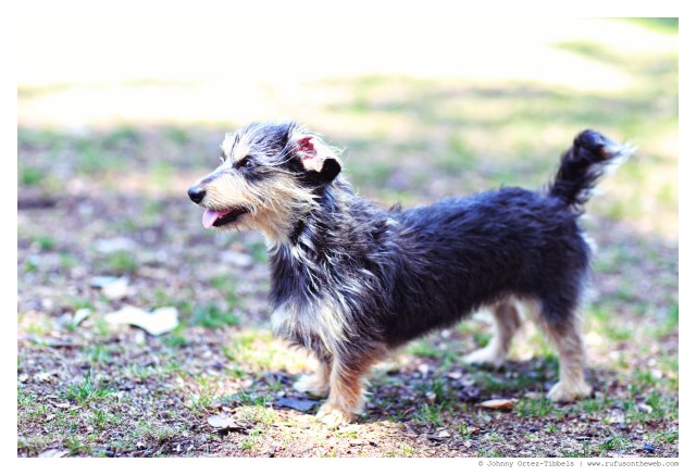 Phoebe | July 2014.  Photo by: Johnny Ortez-Tibbels ©