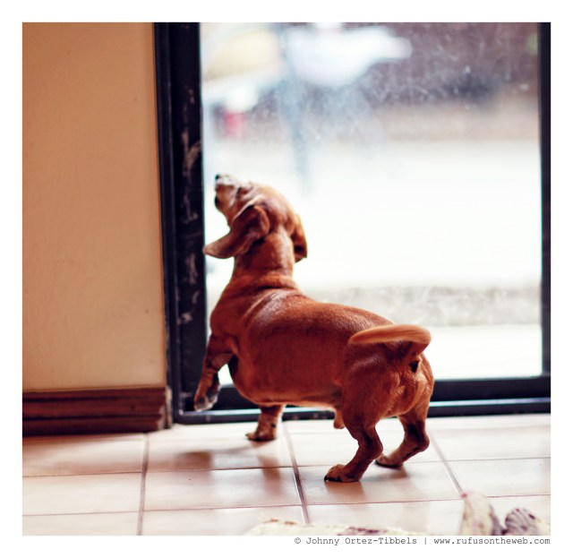 Rufus | July 2014.  Photo by: Johnny Ortez-Tibbels ©