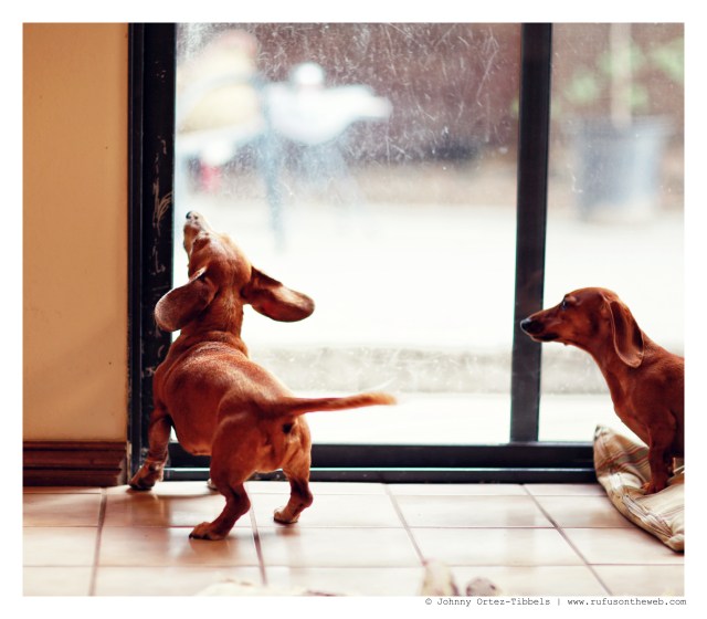 Rufus | July 2014.  Photo by: Johnny Ortez-Tibbels ©