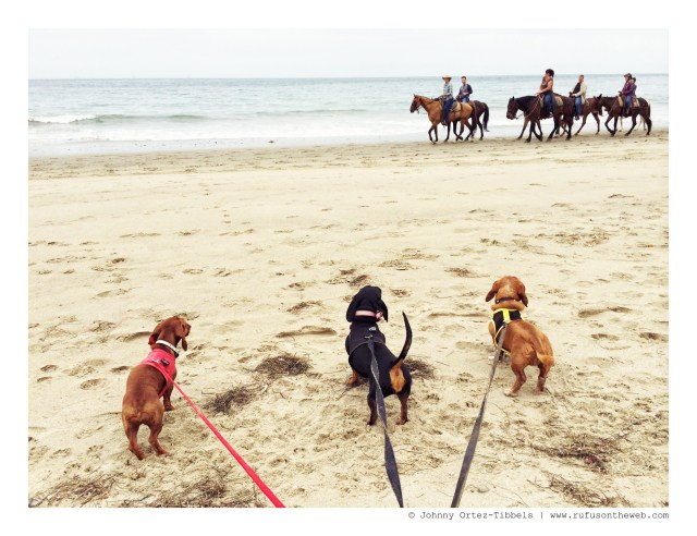Lily, Emily & Rufus | July 2014.  Photo by: Johnny Ortez-Tibbels ©