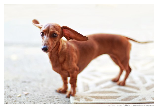 Lily | June 2014.  Photo by: Johnny Ortez-Tibbels ©