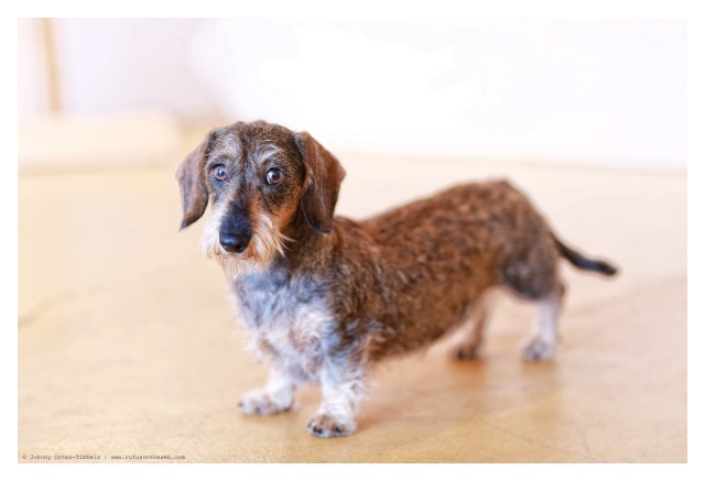 Wirehair Dachshund | June 2014. Photo by: Johnny Ortez-Tibbels ©