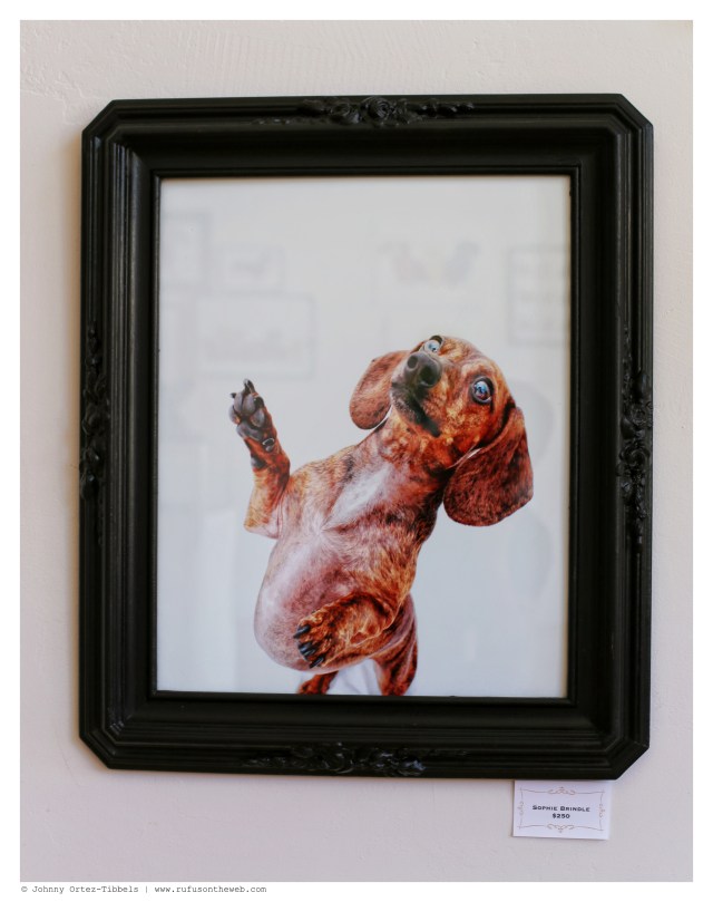 Sophie the Brindle $250 | June 2014.  Photo by: Johnny Ortez-Tibbels ©