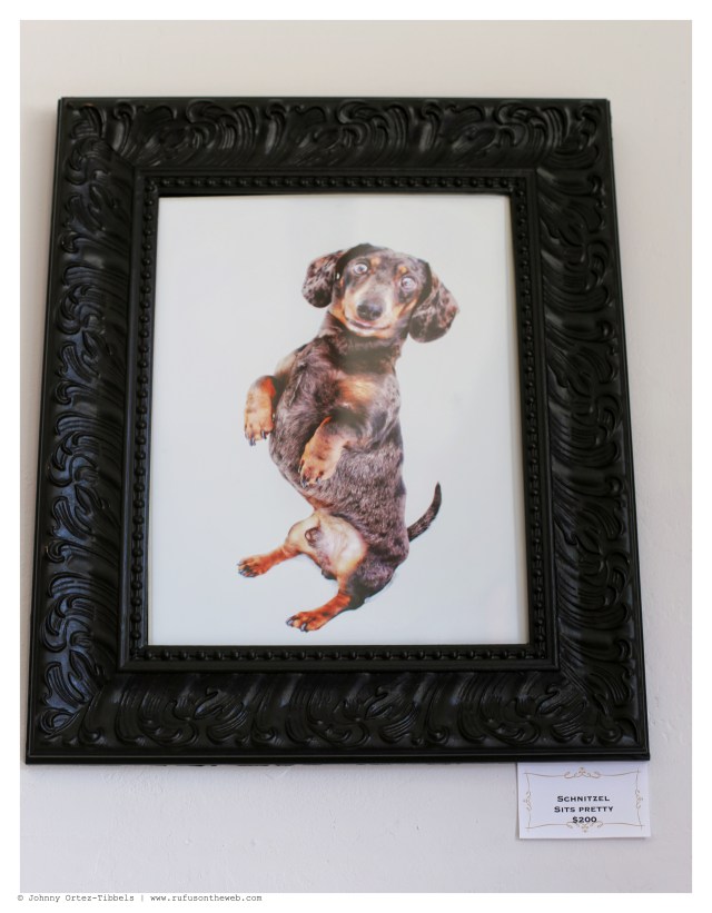 Schnitzel Sits Pretty $200 | June 2014.  Photo by: Johnny Ortez-Tibbels ©