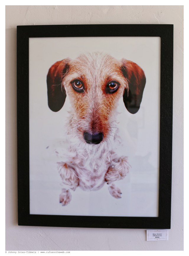 Wes Henry Wirehair $300 | June 2014.  Photo by: Johnny Ortez-Tibbels ©