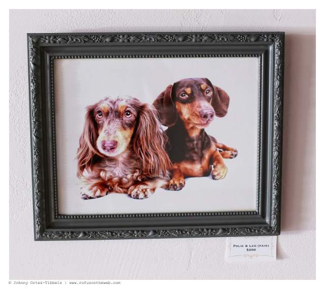 Polie and Leo (chocolate pairs) $200 | June 2014.  Photo by: Johnny Ortez-Tibbels ©