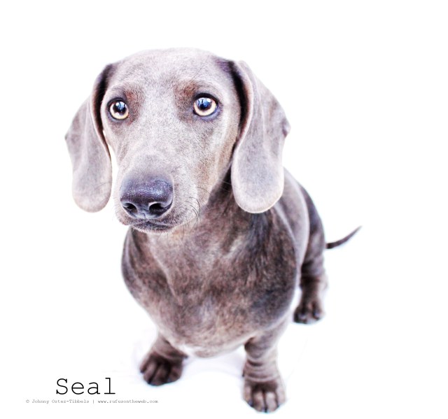 Seal | March 2011.  Photo by: Johnny Ortez-Tibbels ©