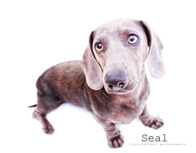 Seal | March 2011.  Photo by: Johnny Ortez-Tibbels ©