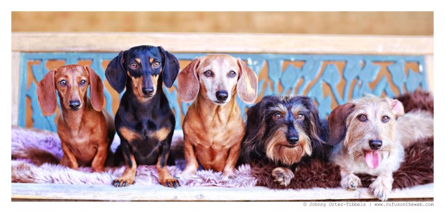 Lily, Emily, Rufus, Griz, & Wes | August 2014.  Photo by: Johnny Ortez-Tibbels ©