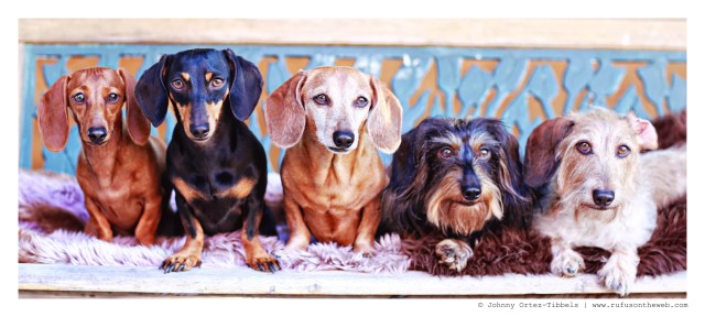 Lily, Emily, Rufus, Griz, & Wes | August 2014.  Photo by: Johnny Ortez-Tibbels ©