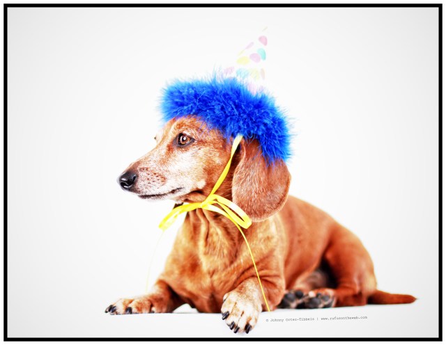 Rufus | June 2012.  Photo by: Johnny Ortez-Tibbels ©