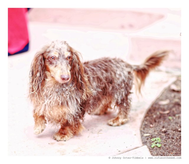Leo | August 2014. Photo by: Johnny Ortez-Tibbels ©