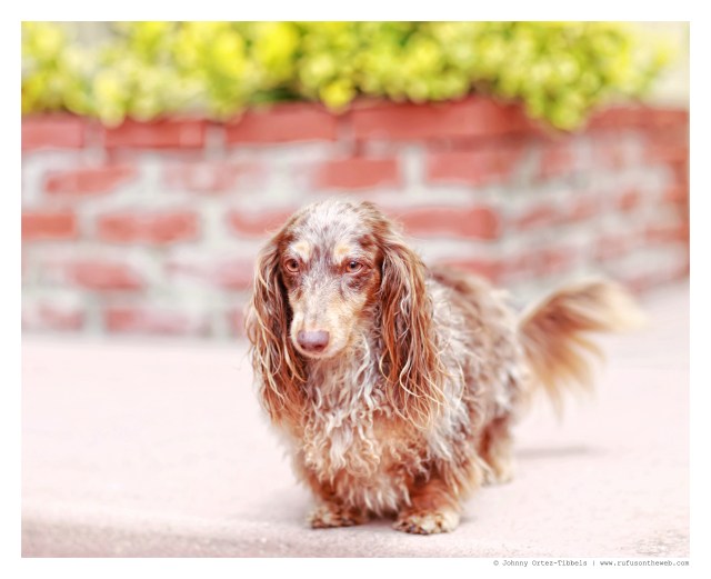 Leo | August 2014. Photo by: Johnny Ortez-Tibbels ©
