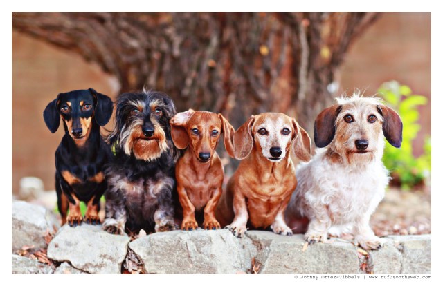 Emily, Griz, Lily, Rufus & Wes | August 2014.  Photo by: Johnny Ortez-Tibbels ©