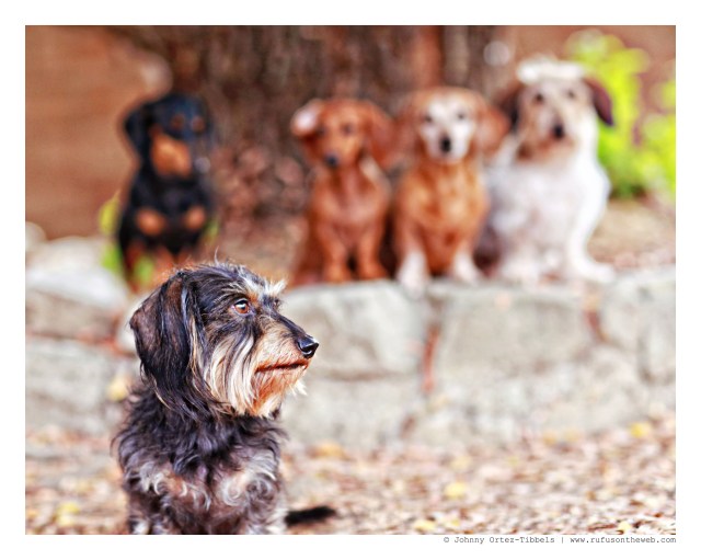 Emily, Griz, Lily, Rufus & Wes | August 2014.  Photo by: Johnny Ortez-Tibbels ©
