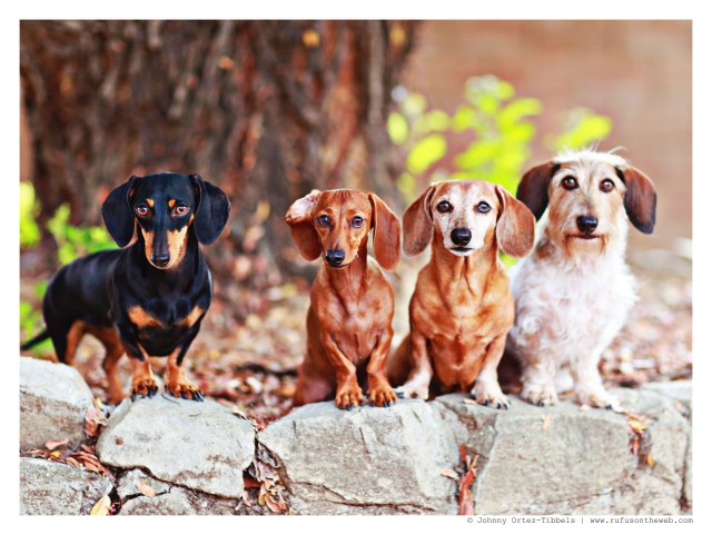 Emily, Lily, Rufus & Wes | August 2014.  Photo by: Johnny Ortez-Tibbels ©
