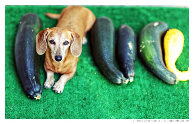 Rufus | August 2014.  Photo by: Johnny Ortez-Tibbels ©