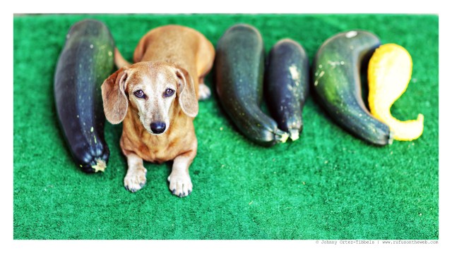 Rufus | August 2014.  Photo by: Johnny Ortez-Tibbels ©