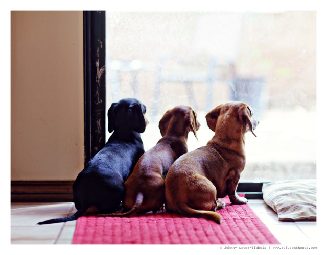 Emily, Lily & Rufus | August 2014.  Photo by: Johnny Ortez-Tibbels ©