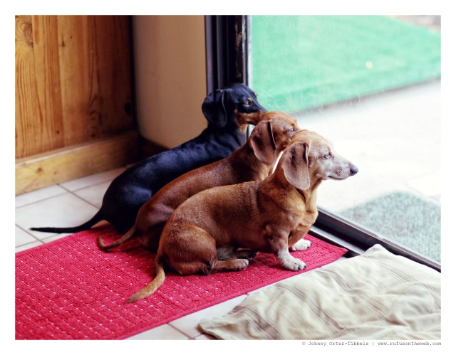 Emily, Lily & Rufus | August 2014.  Photo by: Johnny Ortez-Tibbels ©