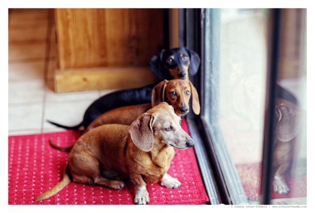 Emily, Lily & Rufus | August 2014.  Photo by: Johnny Ortez-Tibbels ©