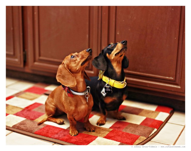 Lily & Emily | August 2014.  Photo by: Johnny Ortez-Tibbels ©