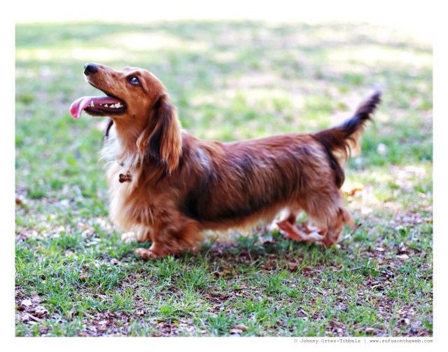 Lenny | August 2014.  Photo by: Johnny Ortez-Tibbels ©