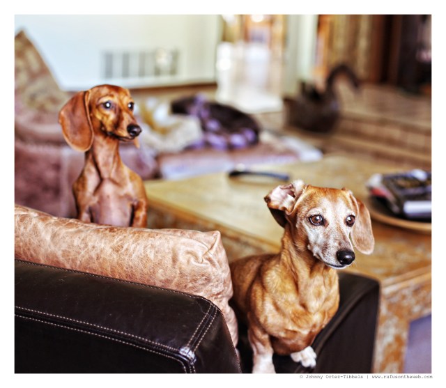 Lily & Rufus | August 2014.  Photo by: Johnny Ortez-Tibbels ©