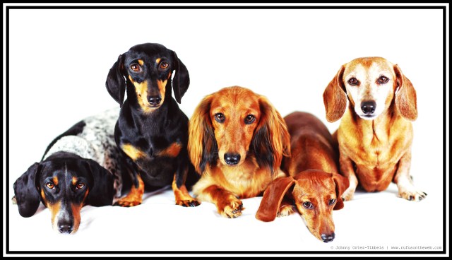 PJ, Emily, Frankie, Lily & Rufus | August 2014.  Photo by: Johnny Ortez-Tibbels ©