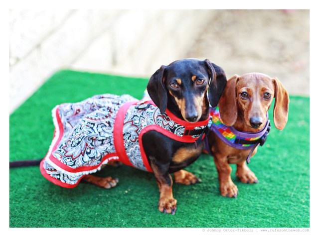Emily & Lily  | August 2014.  Photo by: Johnny Ortez-Tibbels ©