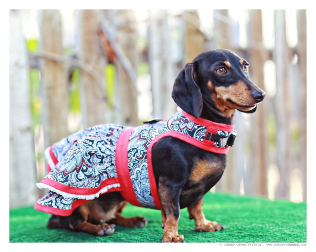 Emily  | August 2014.  Photo by: Johnny Ortez-Tibbels ©