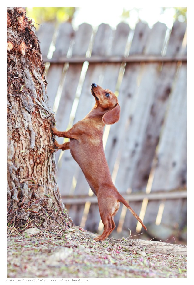 Lily | August 2014.  Photo by: Johnny Ortez-Tibbels ©