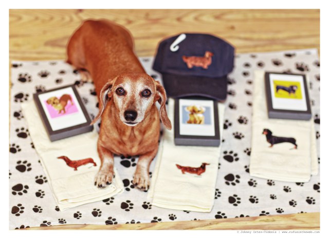 Rufus | August 2014.  Photo by: Johnny Ortez-Tibbels ©