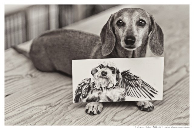 dachshund, doxies, Rufus