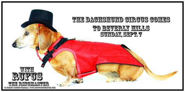 Rufus | August 2014.  Photo by: Johnny Ortez-Tibbels ©