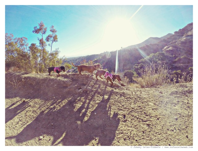 Emily, Rufus & Lily | September 2014.  Photo by: Johnny Ortez-Tibbels ©