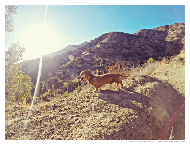 Rufus | September 2014.  Photo by: Johnny Ortez-Tibbels ©