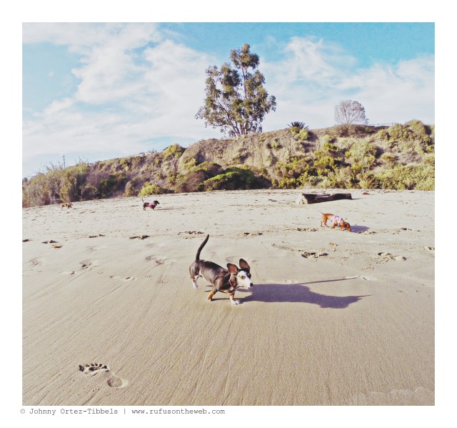 Harley & friends | August 2014.  Photo by: Johnny Ortez-Tibbels ©