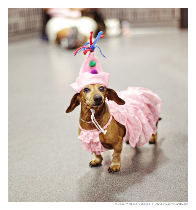 Celebrating a Decade of Rufus with Friends | September 2014. Photo by: Johnny Ortez-Tibbels ©